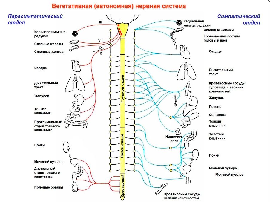Вегетатика