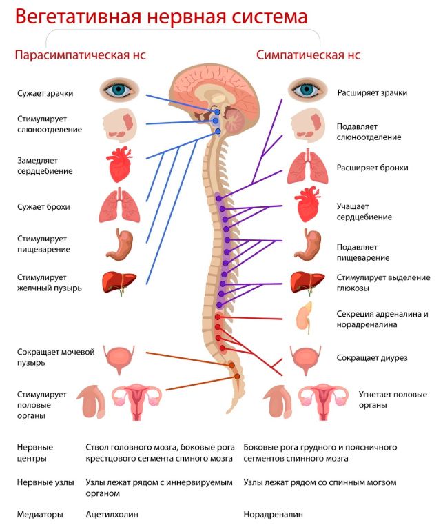 вегетативная нервная система