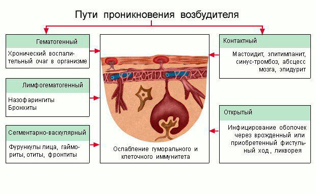 Схема путей проникновения инфекции в мозг: контактный, гематогенный, посттравматический. 