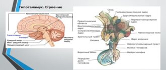 Гипоталамический синдром: причины, симптомы, диагностика и лечение