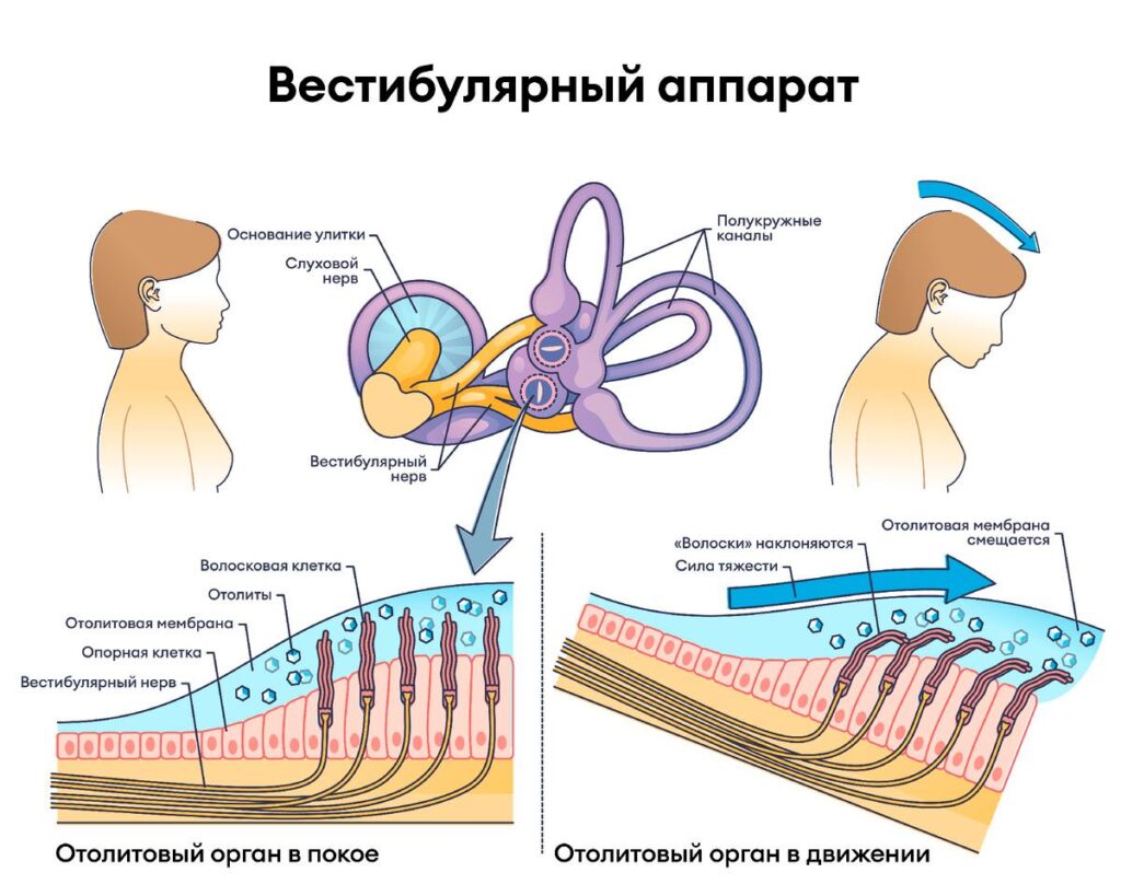 Схема вестибулярного аппарата с указанием структур внутреннего уха