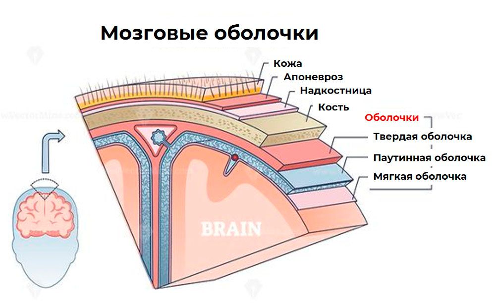 Схема мозговых оболочек в разрезе 