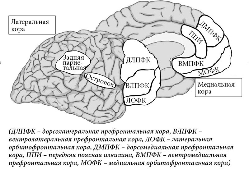 Схема мозга с выделением зон, поражающихся при разных типах МКН