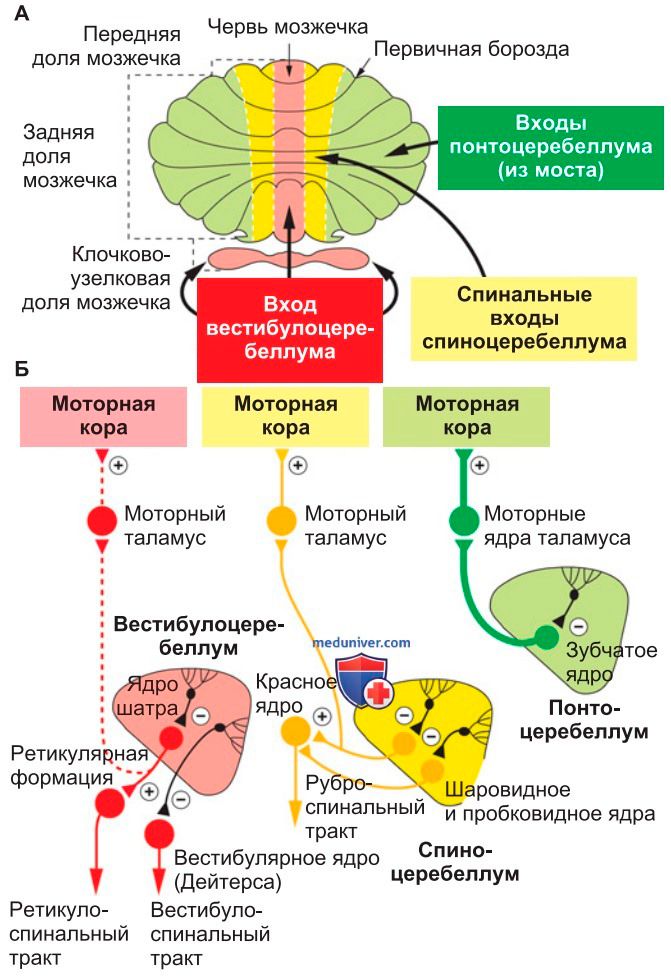 Схема «Оркестр ходьбы»: мозг, сенсорные пути, моторные пути, мозжечок — и где может «сбиться» каждый элемент